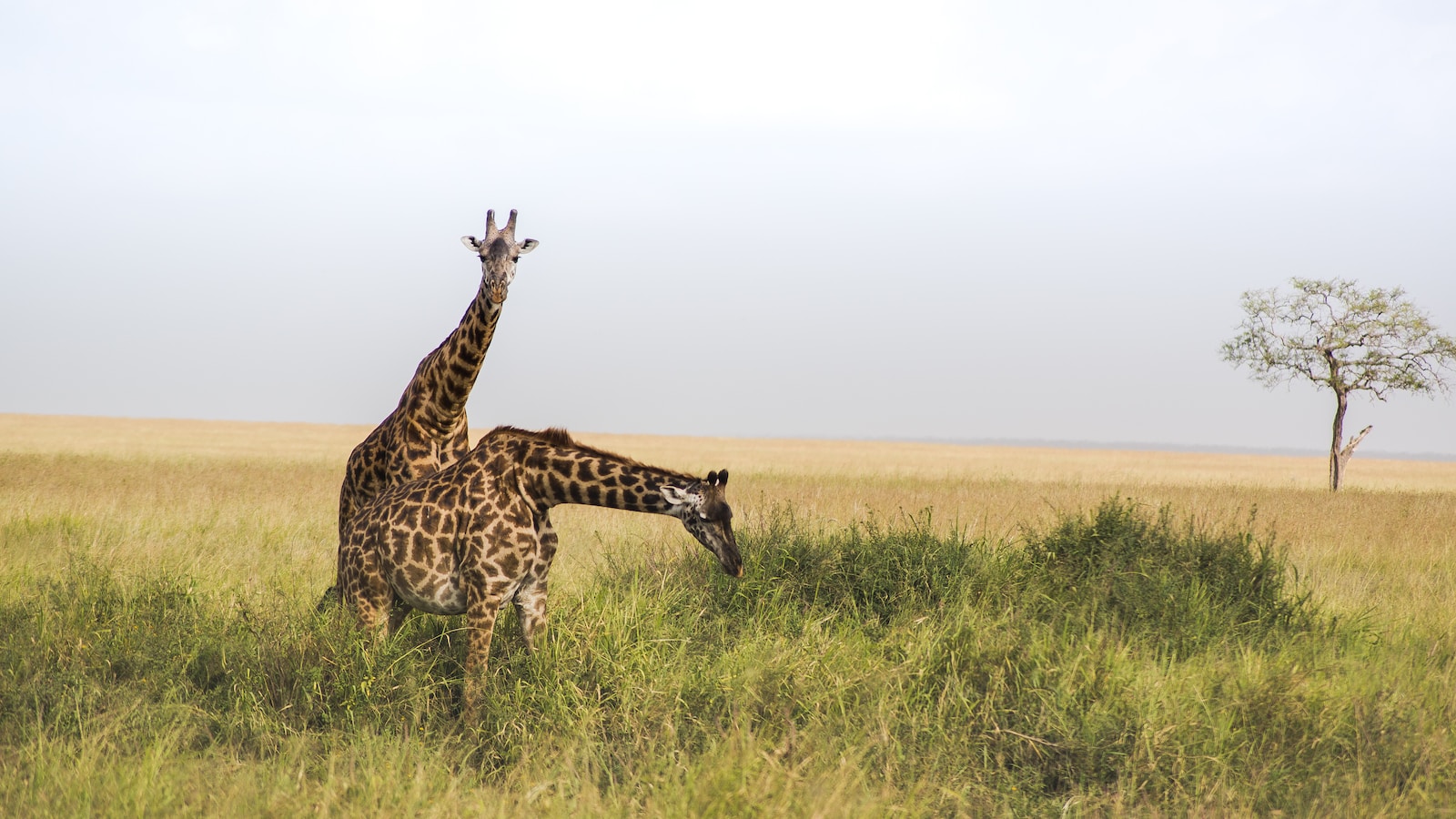 two giraffes at grass field