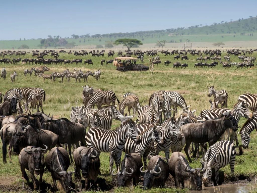 The Serengeti Migration Safaris Witness Nature s Epic Journey the-serengeti-migration-safaris-witness-nature-s-epic-journey