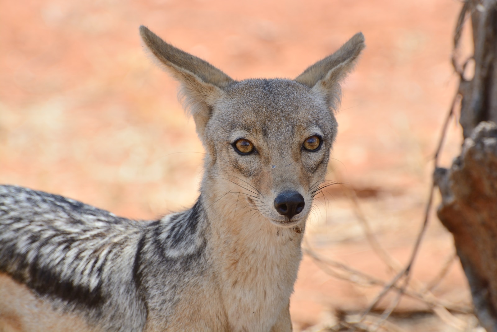 shallow focus photography of grey animal